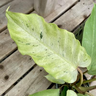philodendron jose buono Philodendron 'Jose Buono' – Prop & Grow Plant Shop main image 0