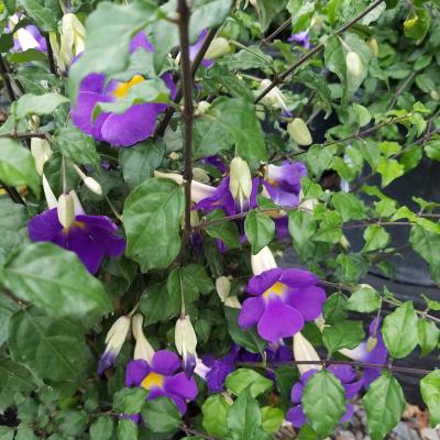 king's mantle from c lippings Kings propagation 100% success 7 King's Mantle Purple Cuttings