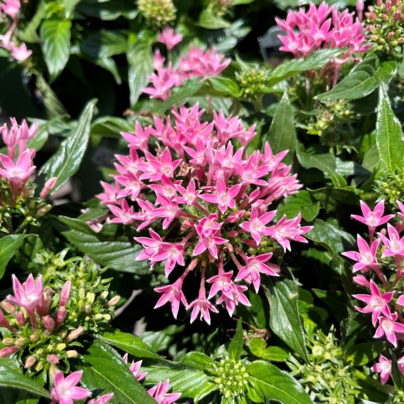 Kerby's Nursery - Penta Beebright Pink 6