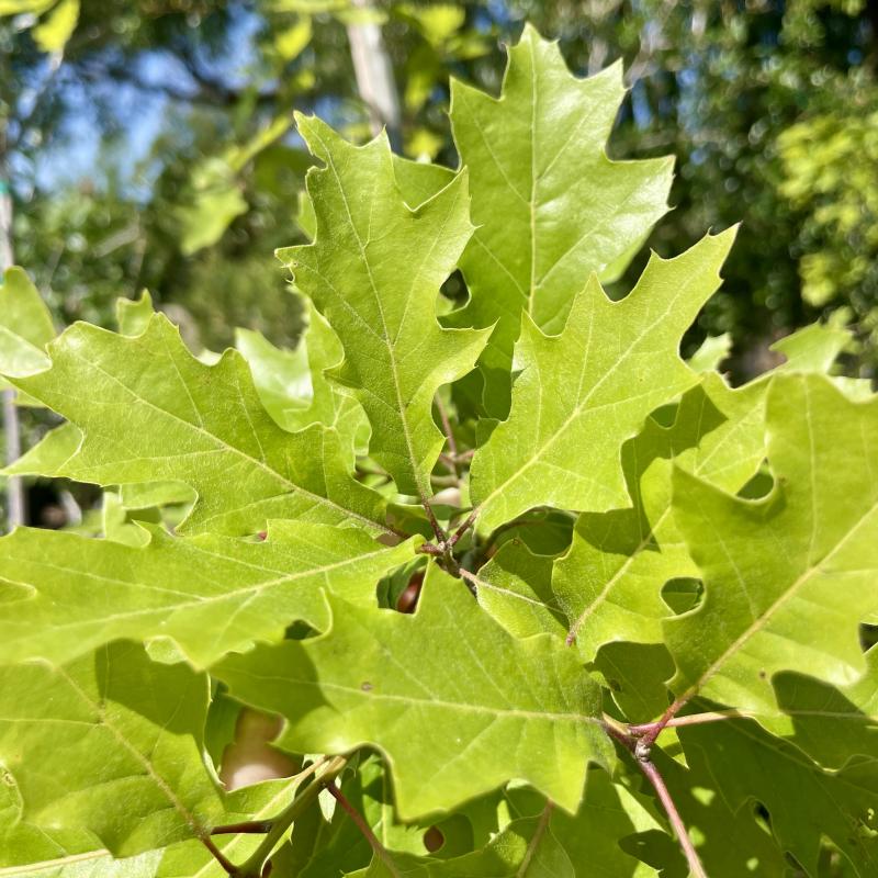 Kerby's Nursery - Oak Nuttall 7 Gallon
