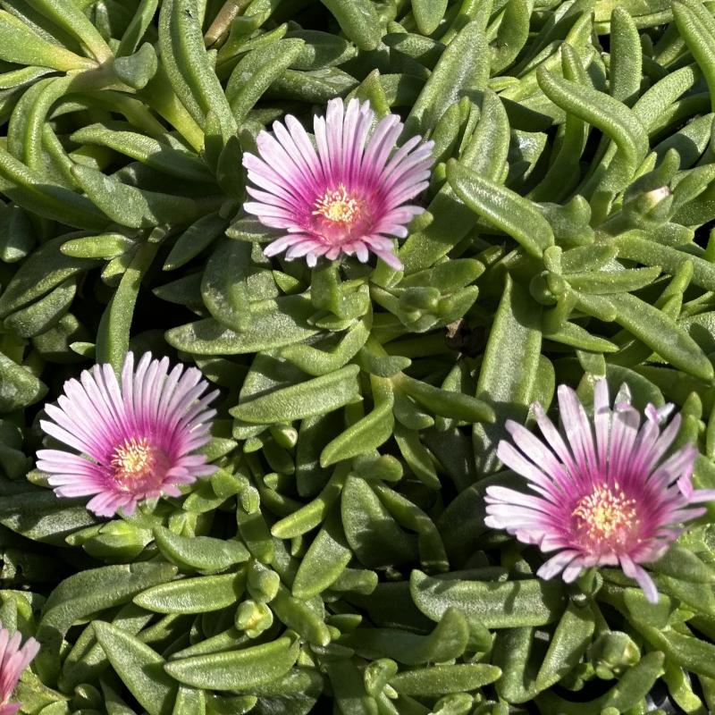 ice succulent plant Ice Plant | Corpuscularia lehmannii