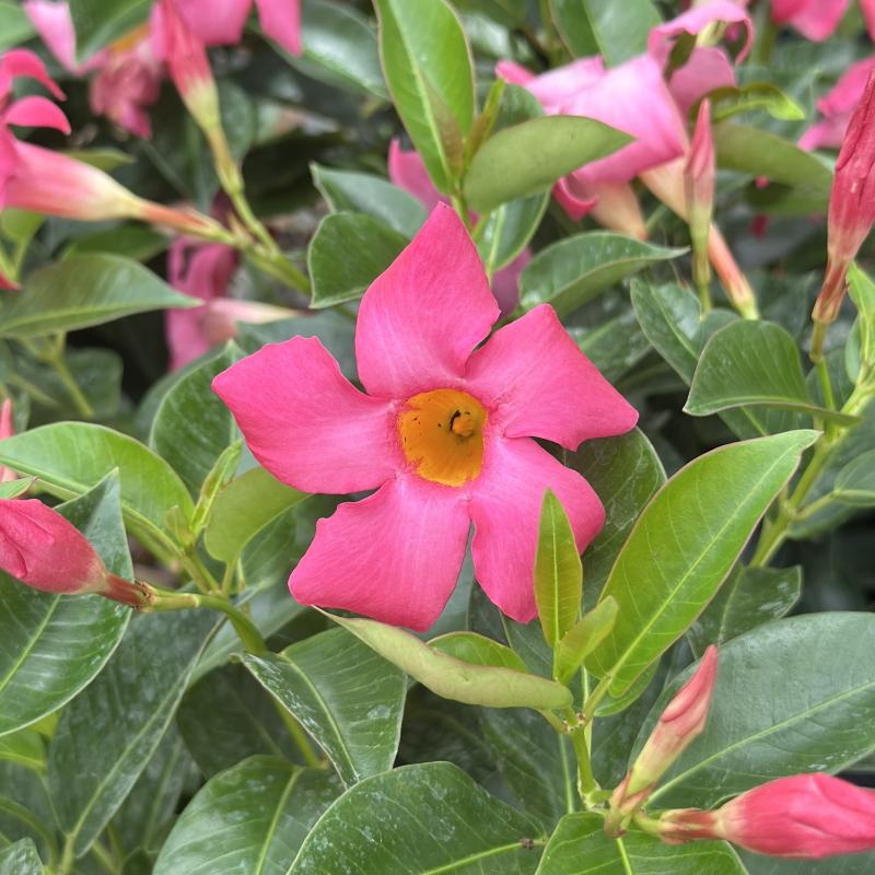 Kerby's Nursery - Dipladenia Flordenia Pink 8