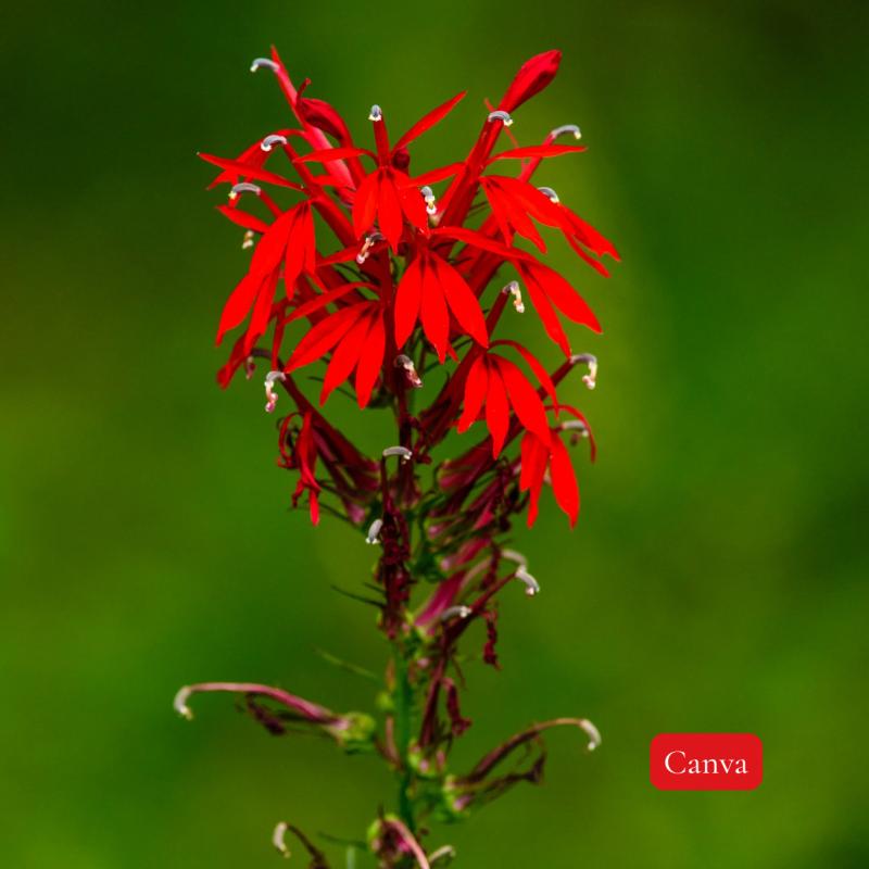 Kerby's Nursery - Cardinal Flower Red 6