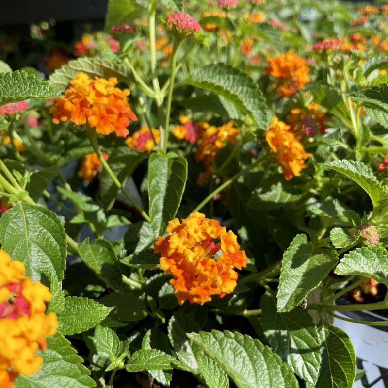 Kerby's Nursery - Lantana Luscious Citrus Blend 6