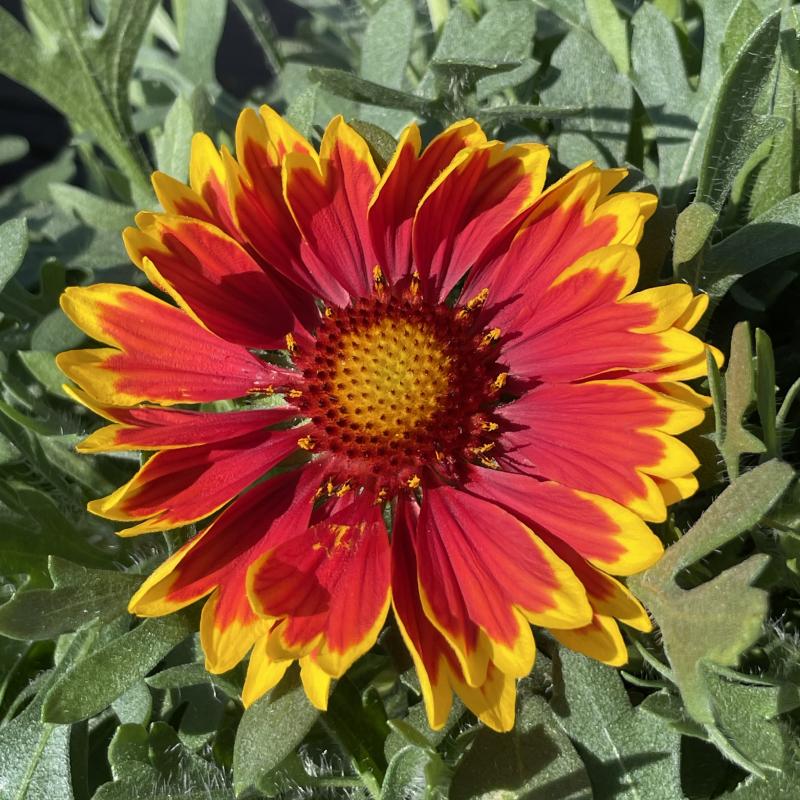 Spintop orange halo blanket flower care hotsell