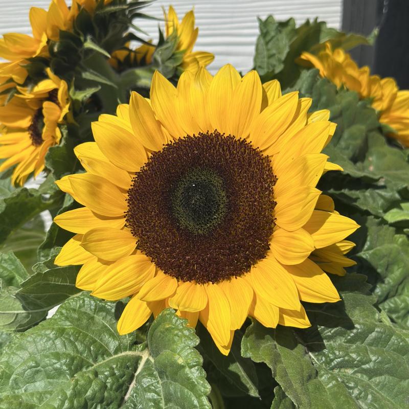 Kerby's Nursery - Sunflower 10