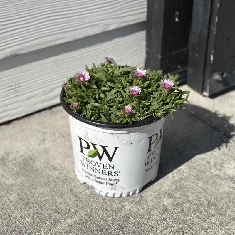 Kerby's Nursery - Ice Plant Kaleidoscope Pink Radiance 8" Pot