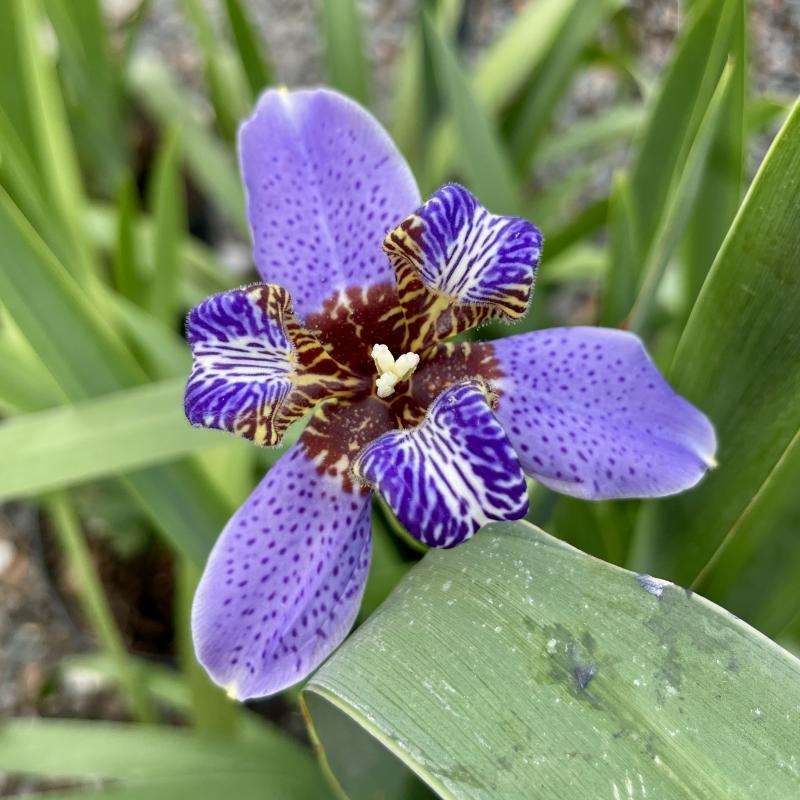 Kerby's Nursery - Apostle Plant 10