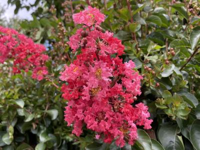 Crape Myrtle Miss Frances Red 15 Gallon Multi-Trunk