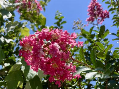 Crape Myrtle Tonto Fuchsia 15 Gallon Tree