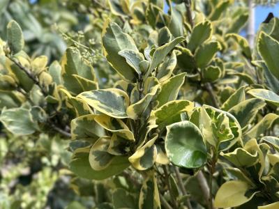 Ligustrum Jack Frost 15 Gallon Tree