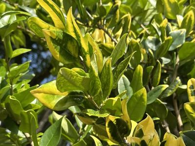 Ligustrum Tree Howardi Gold Tip 15 Gallon Tree