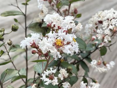 GreatMyrtle French Vanilla 3 gallon