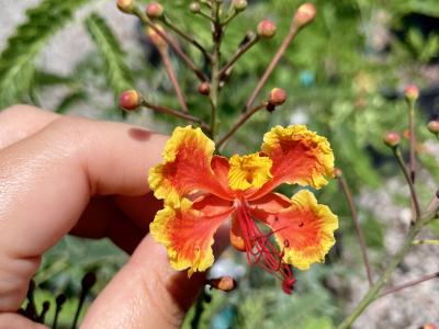 Poinciana Dwarf or Paradise Flower 10" Pot