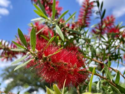 Bottlebrush Tree Cluster Red 15 Gallon Tree