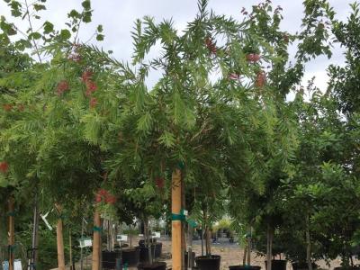 Bottlebrush Weeping 25 Gallon Tree