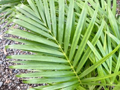 Palm Areca 10" Pot