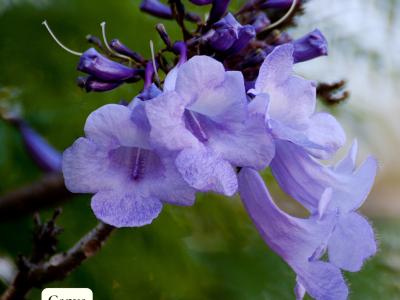 Jacaranda 10" Pot
