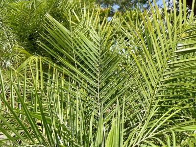 Palm Pygmy Date 15 Gallon