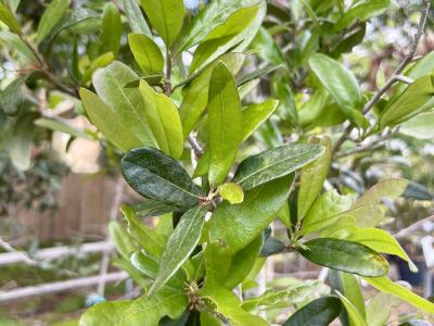 Oak Southern Live 15 Gallon Tree