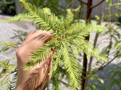 Cypress Bald 15 Gallon
