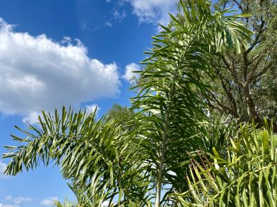 Palm Foxtail 15 Gallon