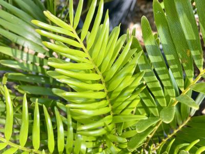 Palm Coontie 10" Pot