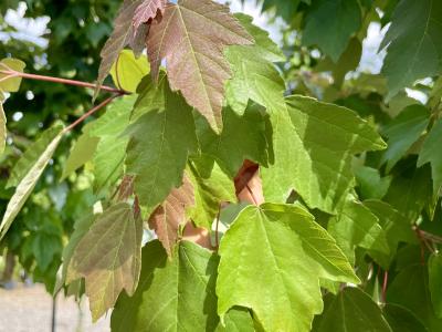 Maple Florida Flame Red 15 Gallon