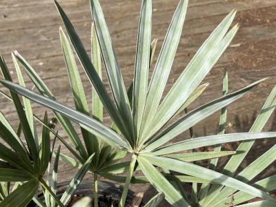 Palmetto Saw Silver 10" Pot
