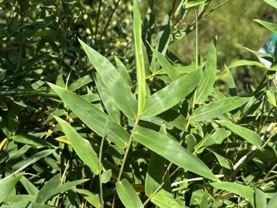 Bamboo Fern Leaf 10" Pot