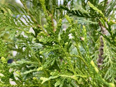 Arborvitae Giant Green 15 Gallon