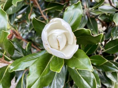 Magnolia Little Gem 25 Gallon