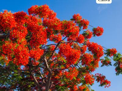 Poinciana Royal 10" Pot