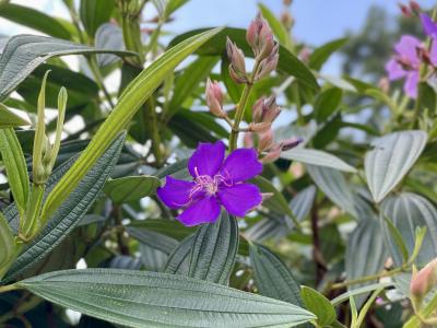 Glory Flower Purple 15 Gallon Tree