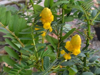 Popcorn Senna 10" Pot