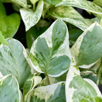 Pothos 'Pearls and Jade' 4" Pot - Kerby's Nursery