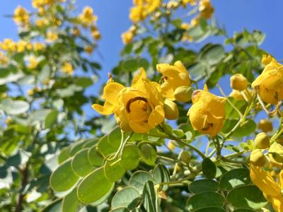 Cassia Scrambled Egg 15 Gallon