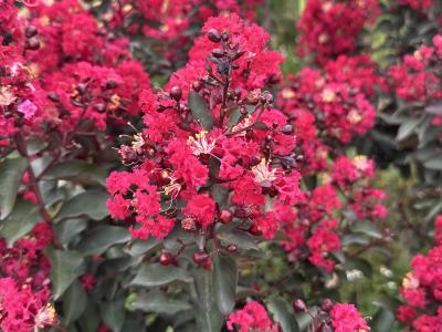 Crape Myrtle Double Dynamite Red 5 Gallon Tree